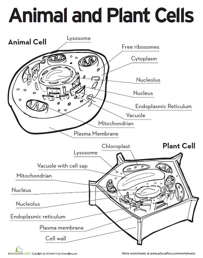 Plant Cell Worksheet Answers