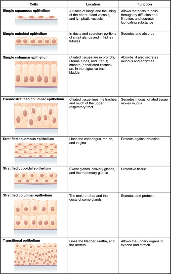 Quiz Worksheet Epithelial Tissue Inspired Tissue Quiz Anatomy And