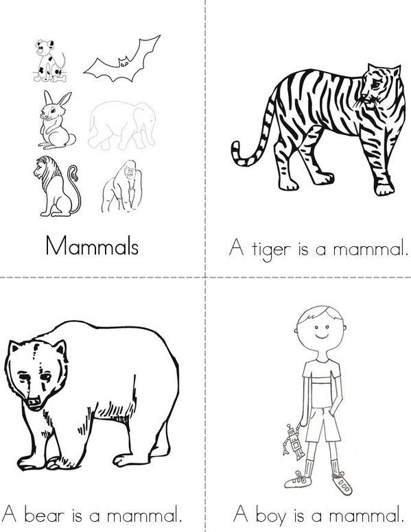Reptiles Worksheets For Kindergarten Choice Image
