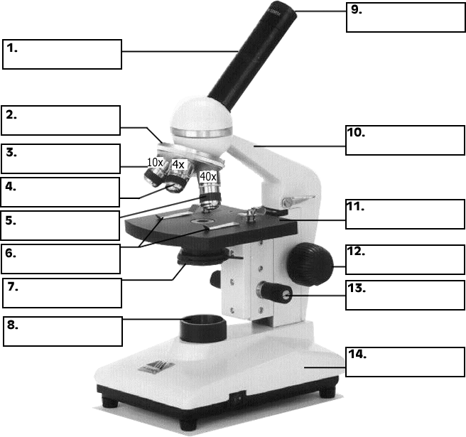 Science Spot S Kid Zone Microscope Worksheet