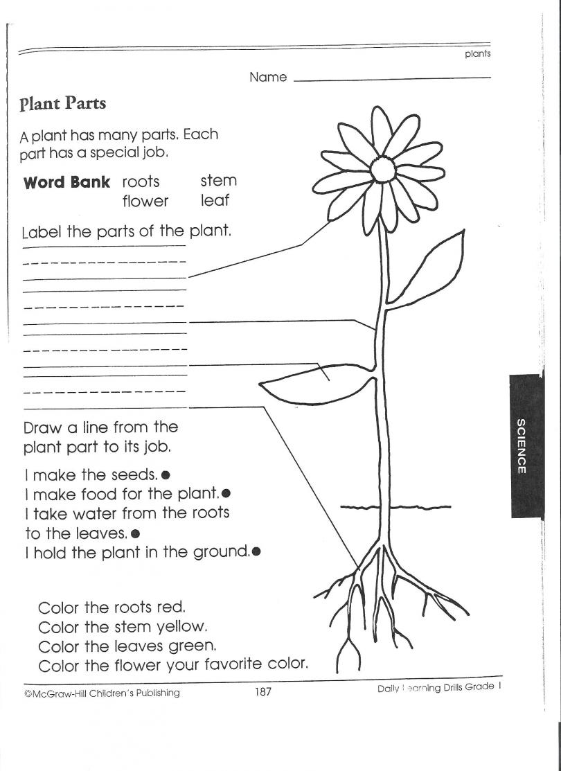 Science Worksheet 1st Grade The Best Worksheets Image Collection