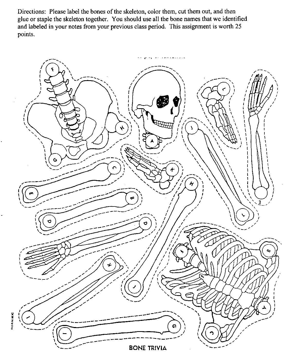Skeleton Cut Out Activity