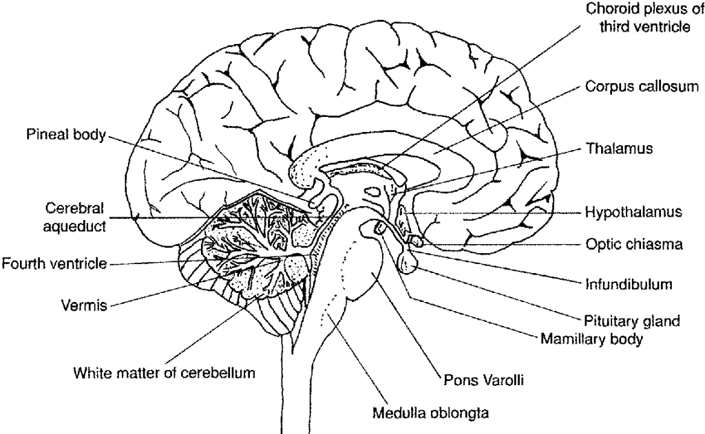 Structure Of The Brain Worksheet
