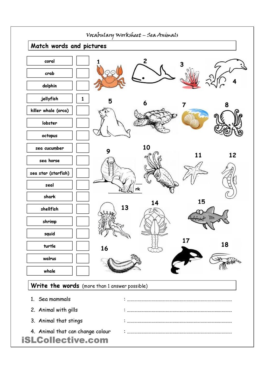 Vocabulary Matching Worksheet