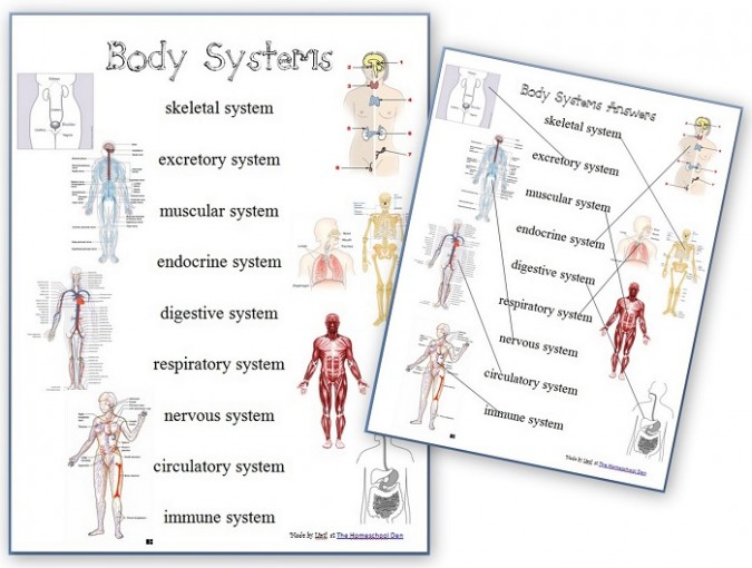 11 Human Body Systems Worksheet The Best Worksheets Image