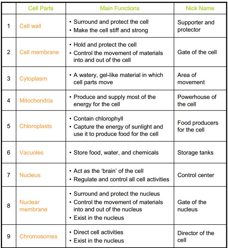 Cell Organelles Worksheet Answer Key Biology 397744