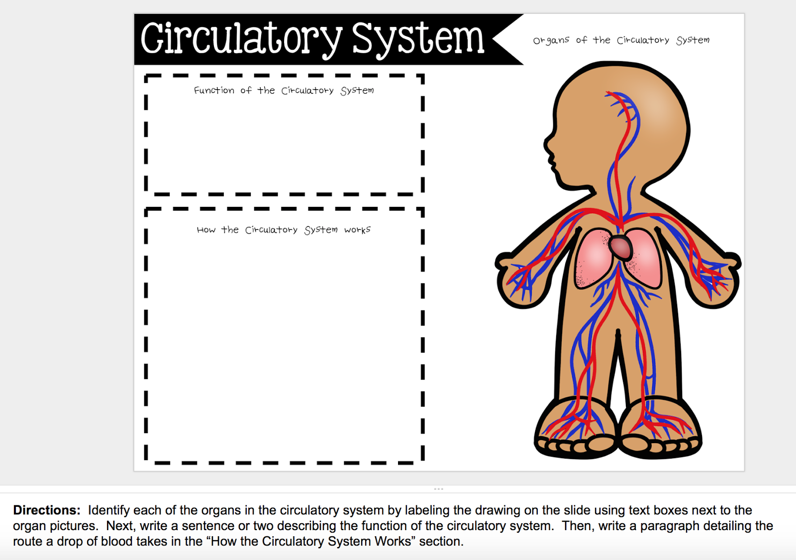 Circulatory System Worksheets Kids