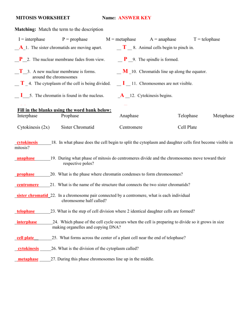Collection Of Chromosomes And Cell Division Worksheet Answers