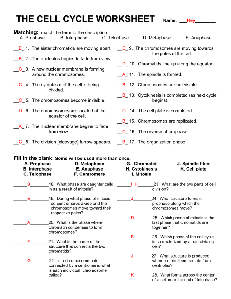 Collection Of Mitosis And Cell Division Worksheet Answers