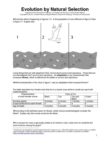 Evolution Natural Selection Worksheet The Best Worksheets Image