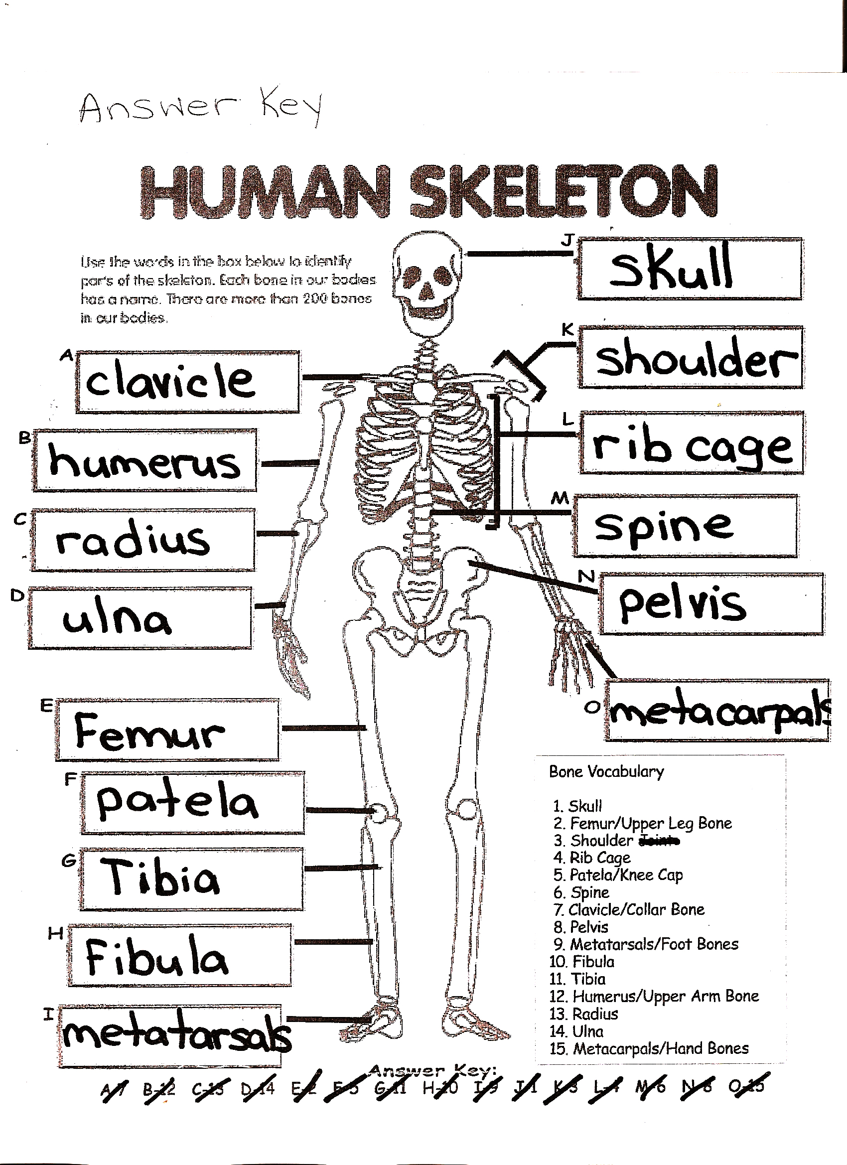 Human Anatomy Worksheets Pdf The Best Worksheets Image Collection