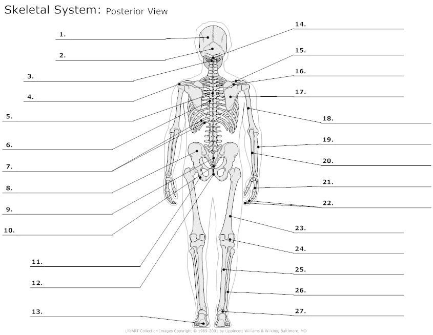 Illustrate Printable Anatomy Labeling Worksheets At Best Anatomy Learn