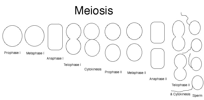Mitosis Drawing Worksheet The Best Worksheets Image Collection
