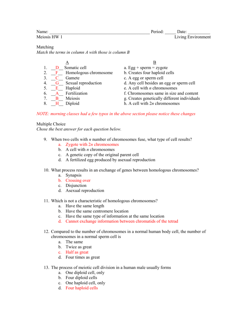 Mitosis Matching Worksheet The Best Worksheets Image Collection