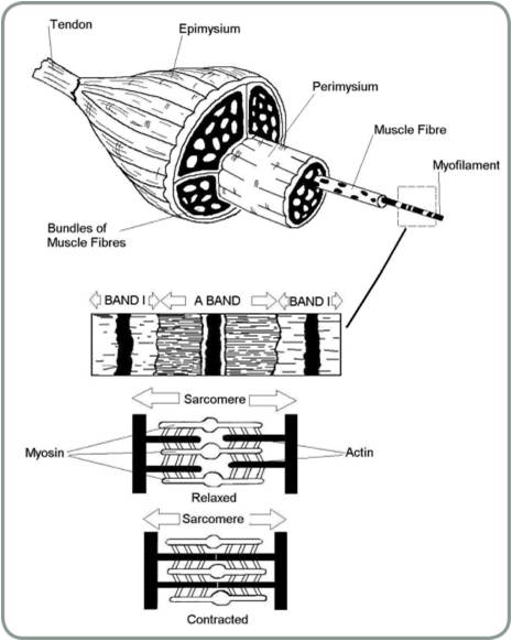 Muscle Contraction Worksheet  Worksheets  Ratchasima Printable