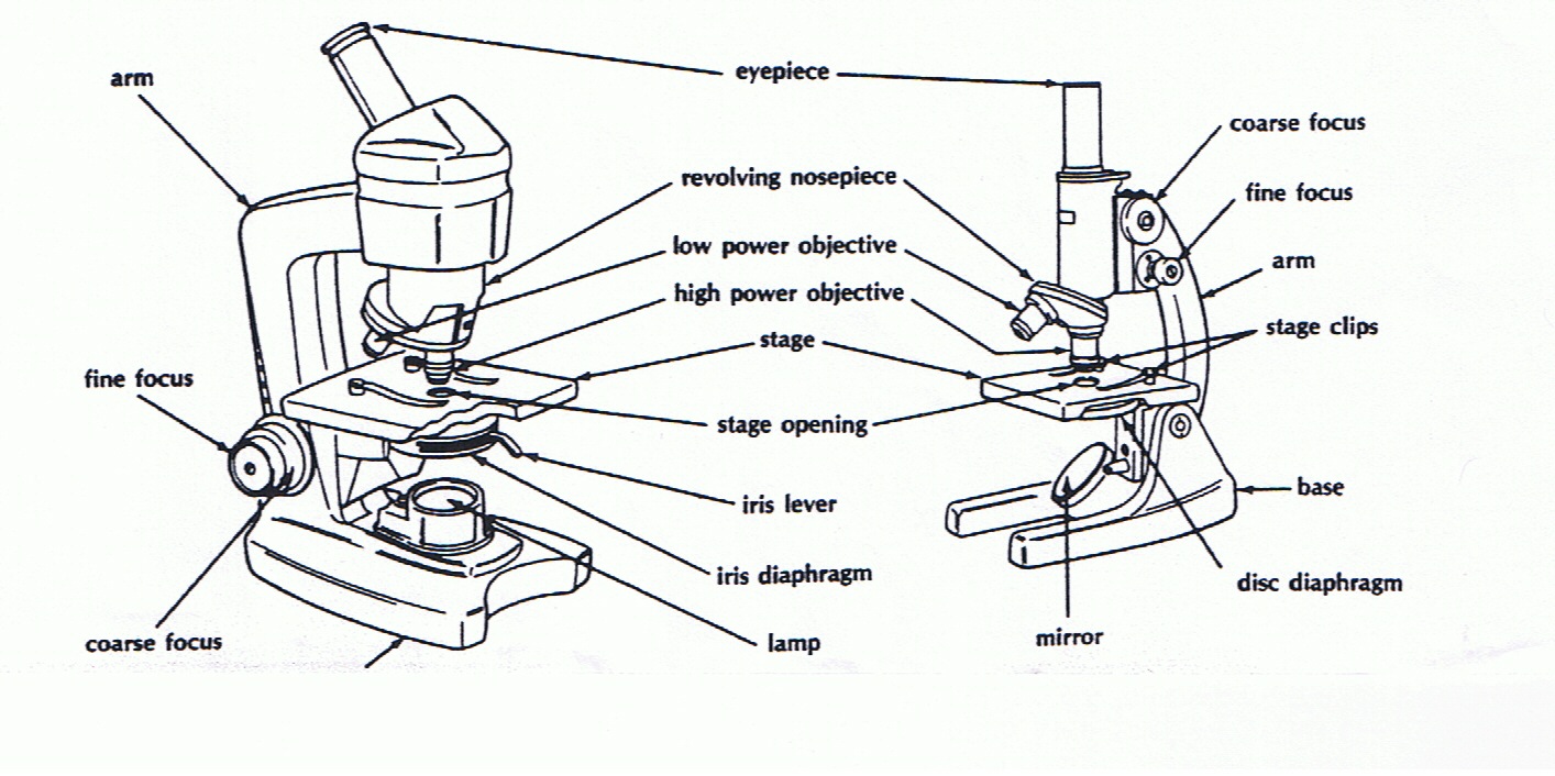 Parts Of The Microscope Worksheet The Best Worksheets Image
