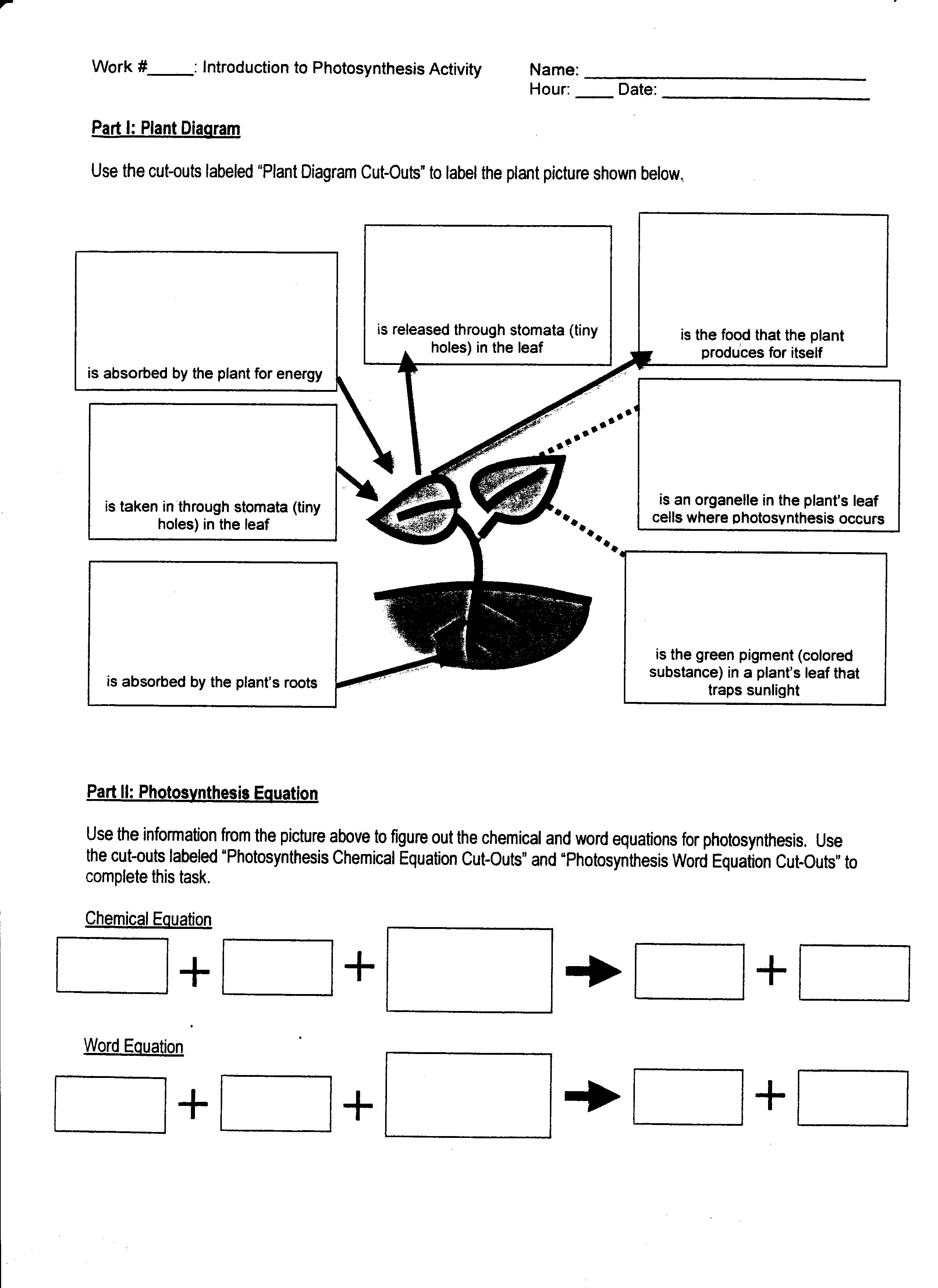 Photosynthesis Cellular Respiration Worksheet The Best Worksheets