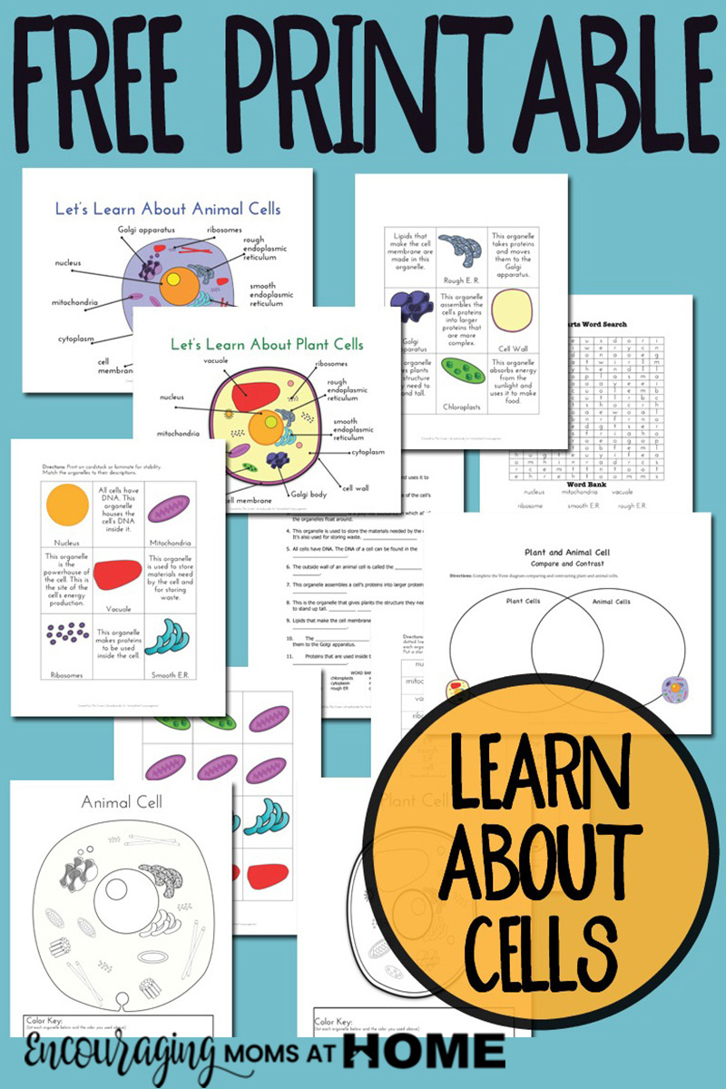 Plant And Animal Cell Printables Grades 4