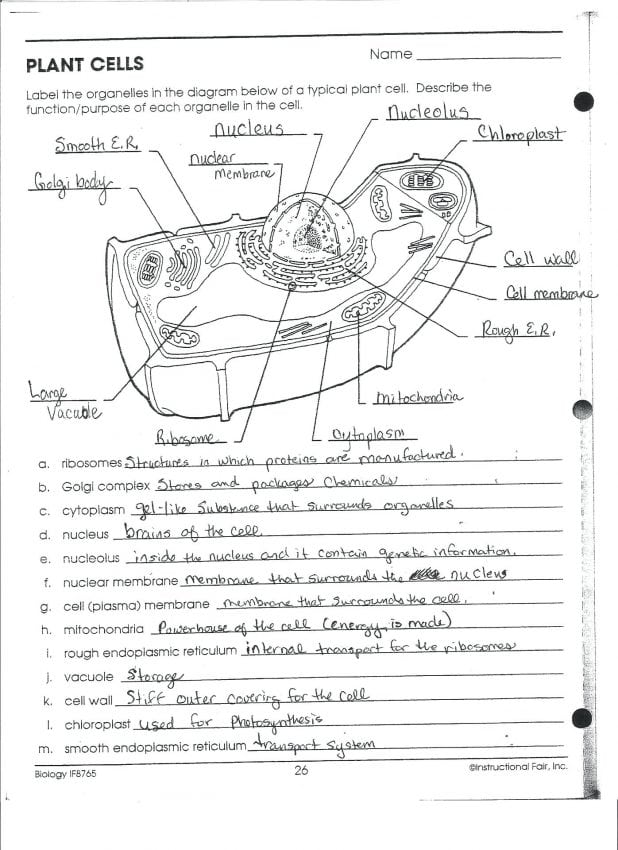 plant-and-animal-cells-worksheet-answers