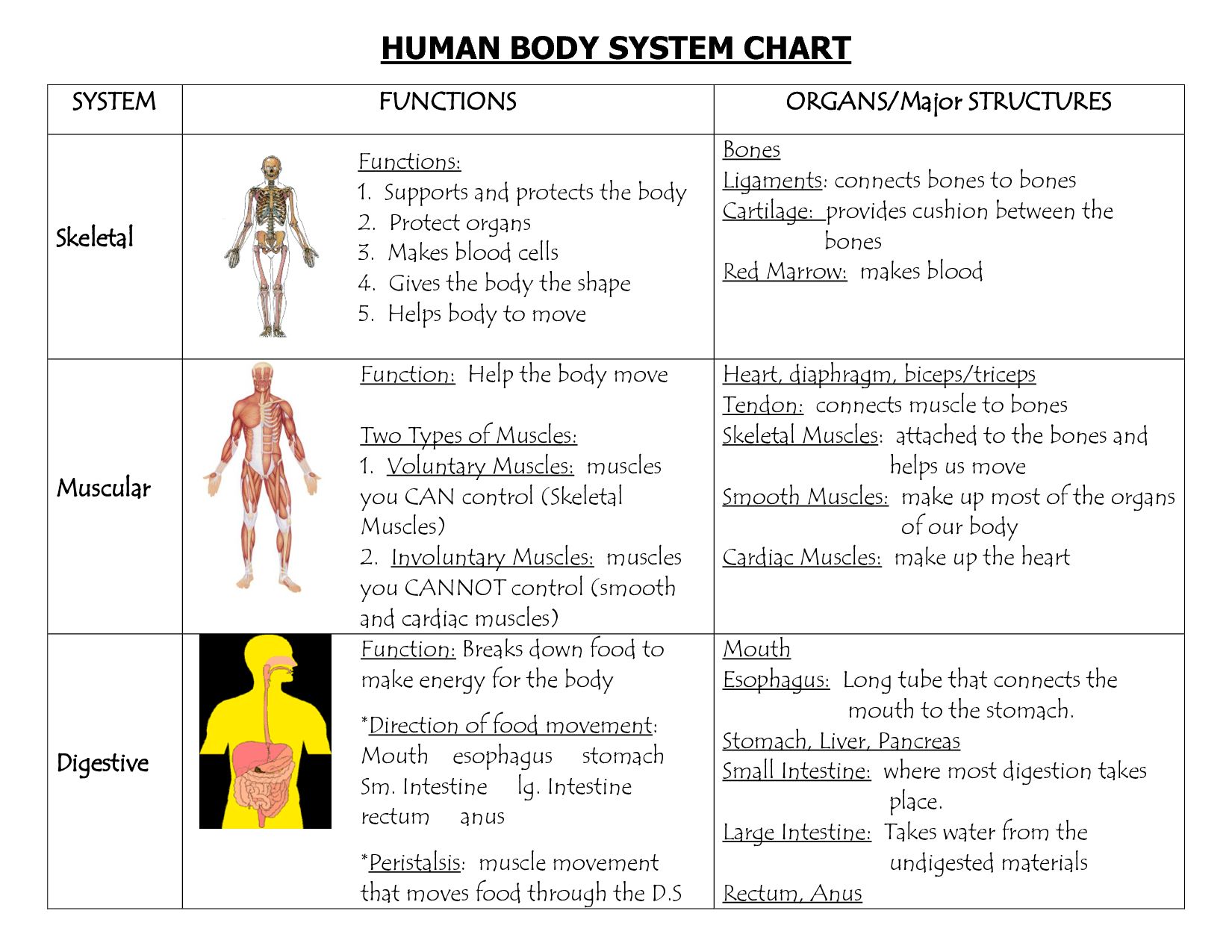 The Human Body An Orientation Worksheet Answers The Best