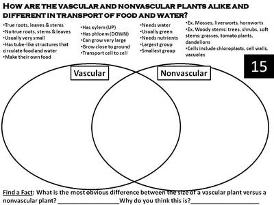 Vascular Vs Nonvascular Plants Worksheets The Best Worksheets