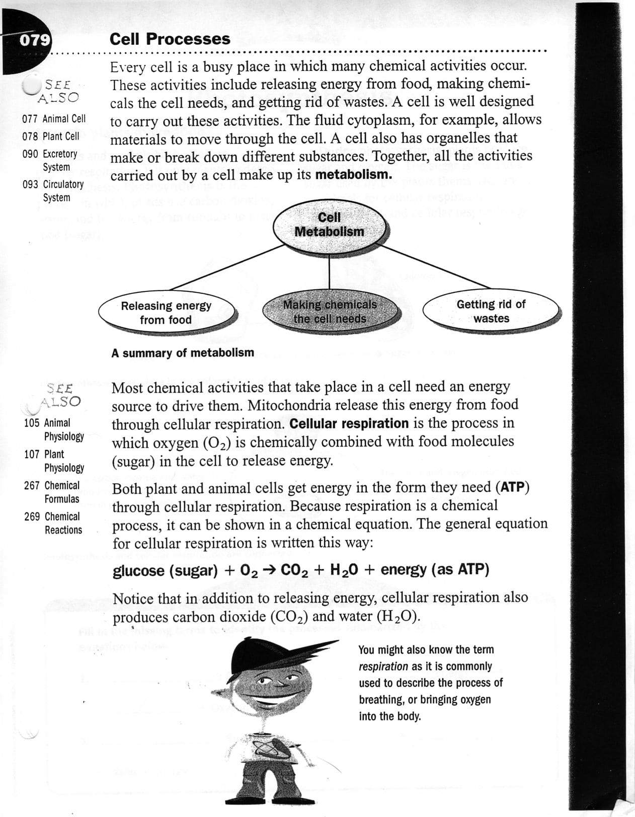 Worksheet  Cell Transport Worksheet  Mifirental Free Printables