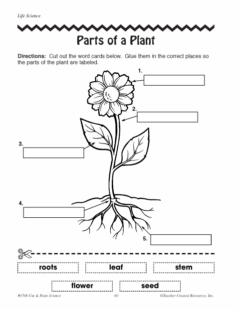 Plants Parts Worksheet Kindergarten 236130