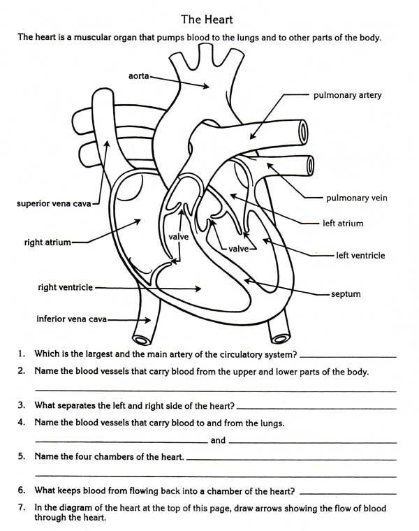 Free Parts Of The Heart Worksheets