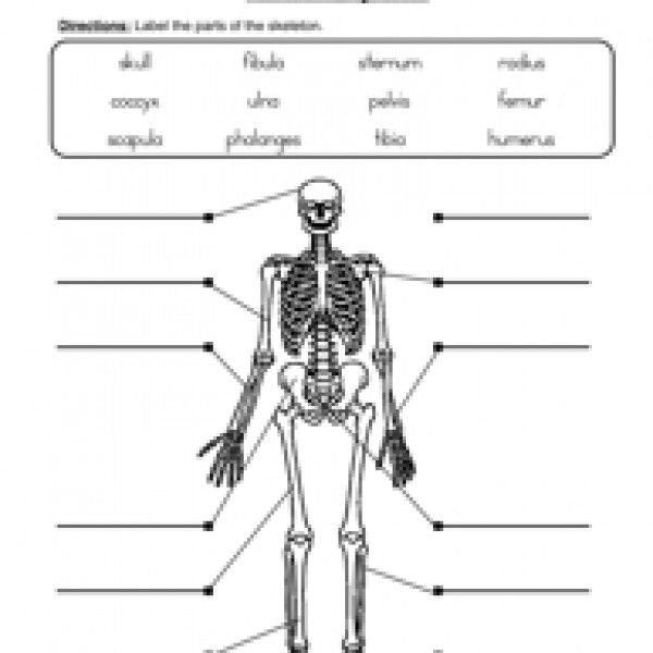 Skeletal System Worksheet 2