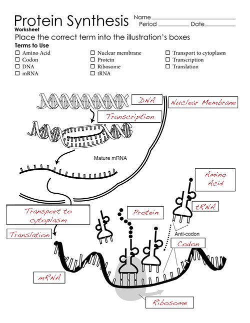 Protein Synthesis Worksheet Page 2