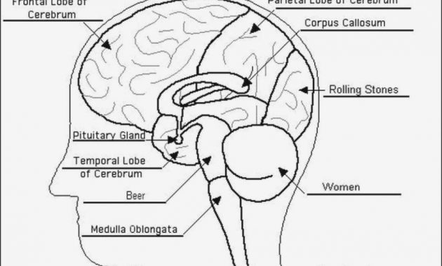 Anatomy Brain Diagram Worksheet Label The Brain Anatomy Diagram