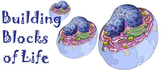 Cells