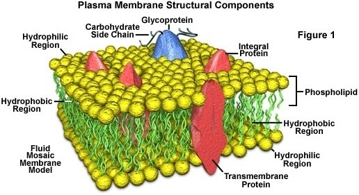 Cell Membrane Coloring Worksheet Answer Key Worksheets For All