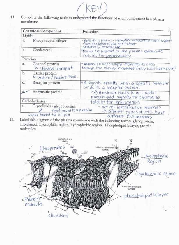 Cell Membrane Coloring Worksheet Answer Key
