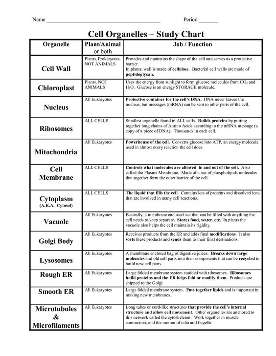 Cell Organelle Functions Worksheet Worksheets For All