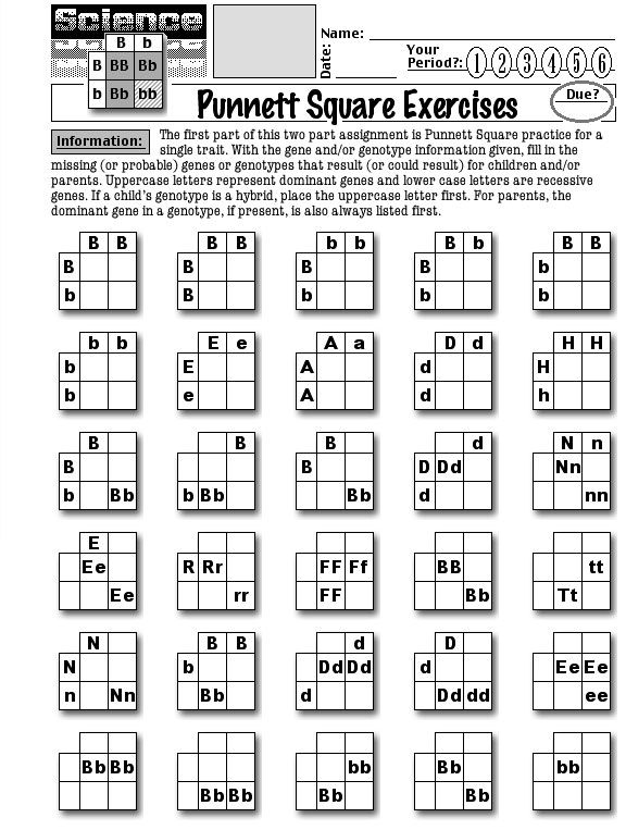 Punnett Square Exercises 1