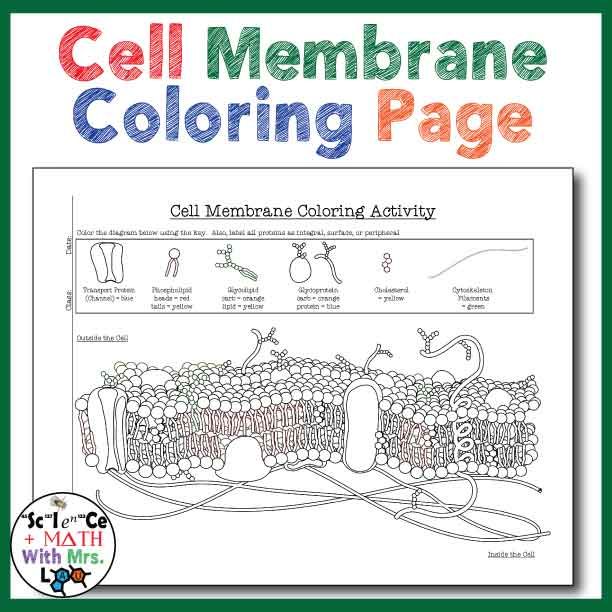 Cell Membrane Coloring Activity  Help Students Identify Key