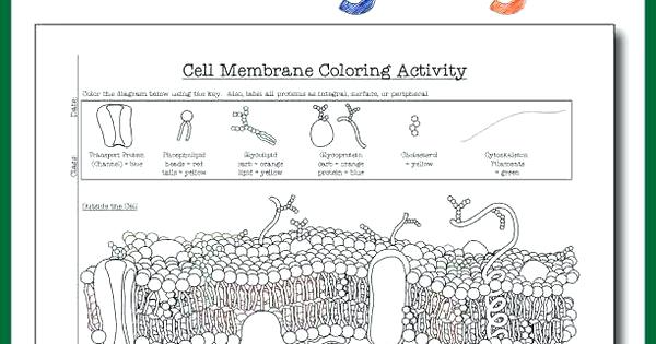 Elegant K612880 Coloring With Cell Cell Membrane Coloring