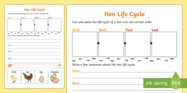 Hen Life Cycle Sentence Writing Worksheet   Activity Sheet