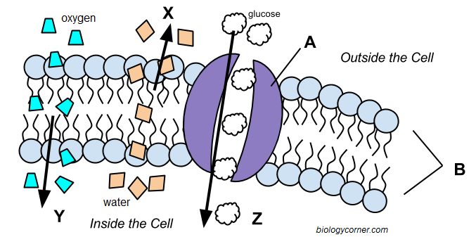 Cell Membrane And Transport  27960677733 â Cell Membrane And