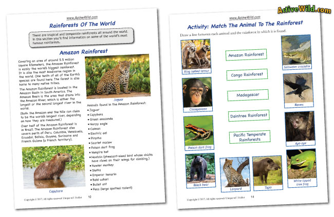 Rainforest Worksheets  Printable Pdf Factsheets Download