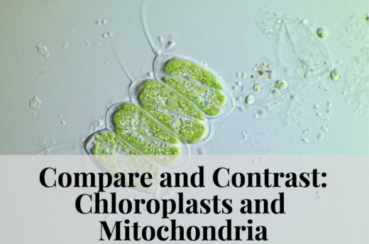 Compare And Contrast  Chloroplasts And Mitochondria