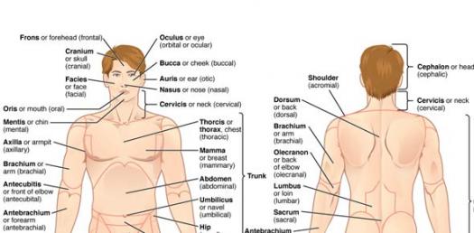 Anatomical Terminology Quiz