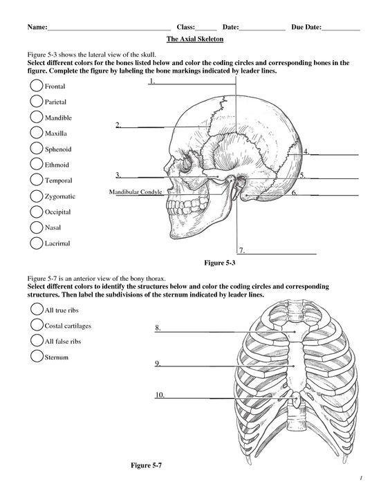 Anatomy Labeling Worksheets
