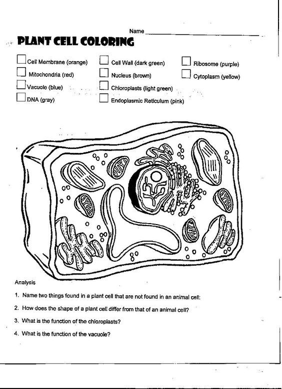 31 Plant Cell Coloring Pages Plant