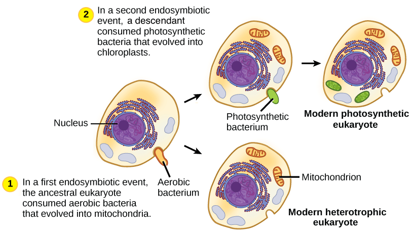 Mitochondria And Chloroplasts (article)