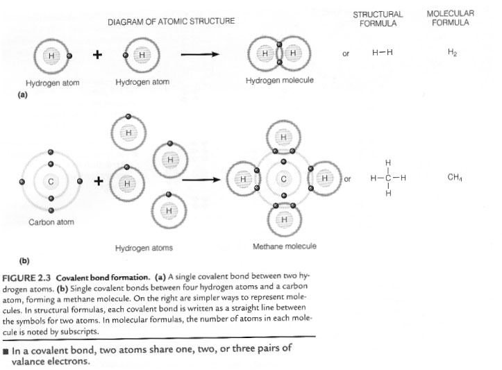Covalent Bond