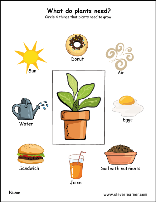 Needs Of Plants Worksheets For Preschool  Preschool  Worksheets