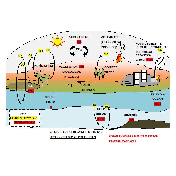 Explaining The Carbon Cycle With Diagrams And A Free Student Worksheet