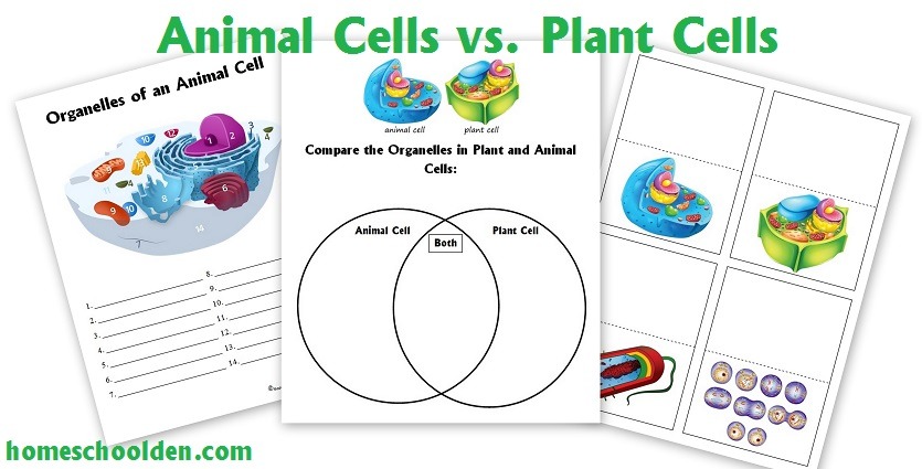 Cell Packet Update! Cell Biology Unit